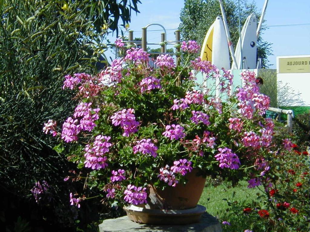 Camping De La Baie Hotell La Trinité-sur-Mer Eksteriør bilde